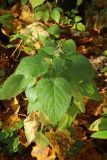 View full-size image Stachys sylvatica