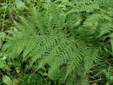 Смотреть изображение Athyrium monomachii