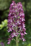 View full-size image Orchis purpurea subspecies caucasica