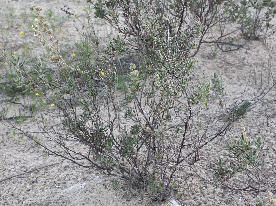 Image of Helianthemum stipulatum specimen.