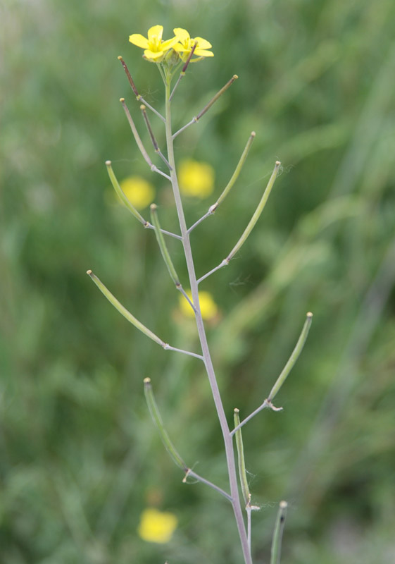 Image of Diplotaxis tenuifolia specimen.