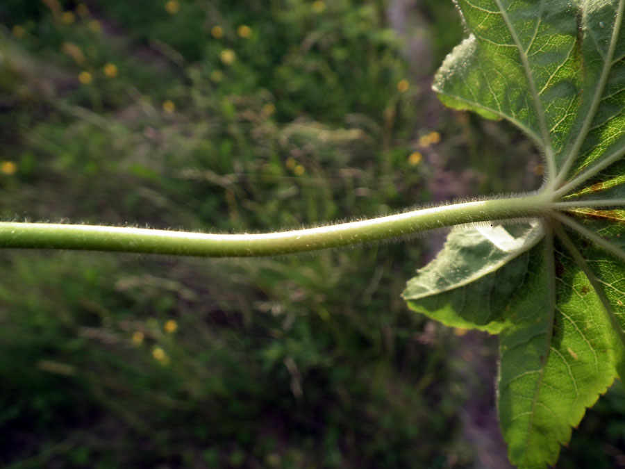 Image of genus Alchemilla specimen.