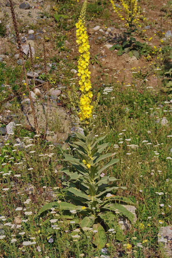 Изображение особи Verbascum phlomoides.