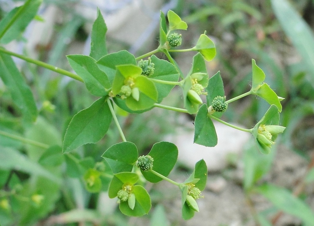 Изображение особи Euphorbia stricta.