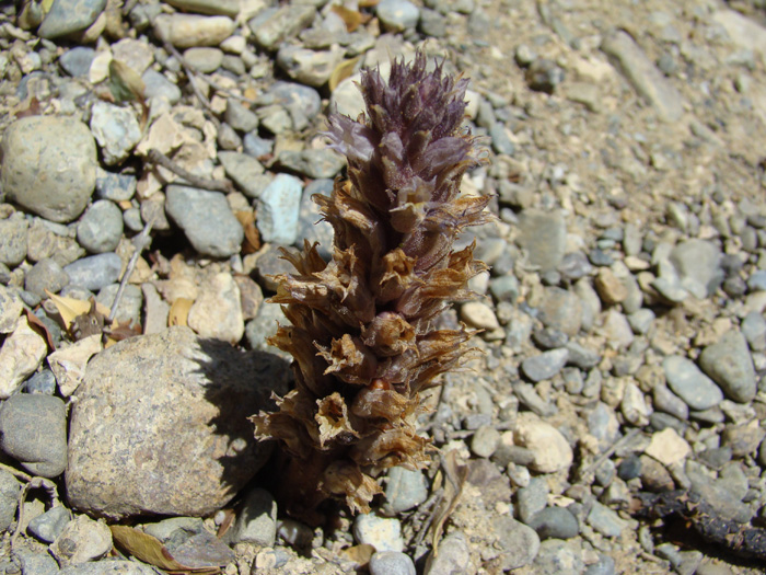 Image of Orobanche camptolepis specimen.