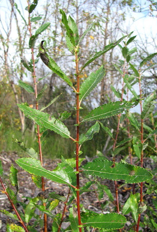 Image of Salix &times; myrtoides specimen.