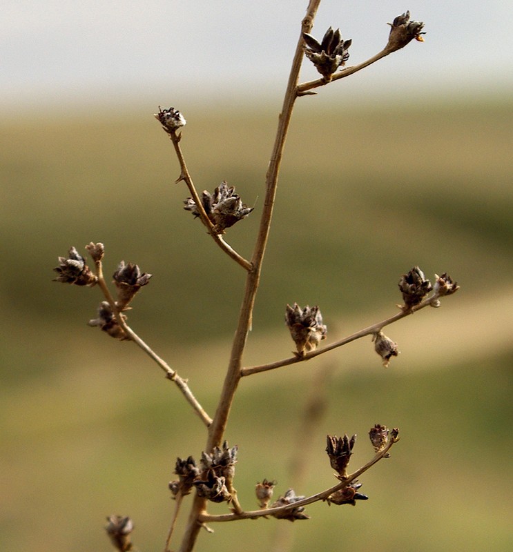 Image of Spiraeanthus schrenkianus specimen.