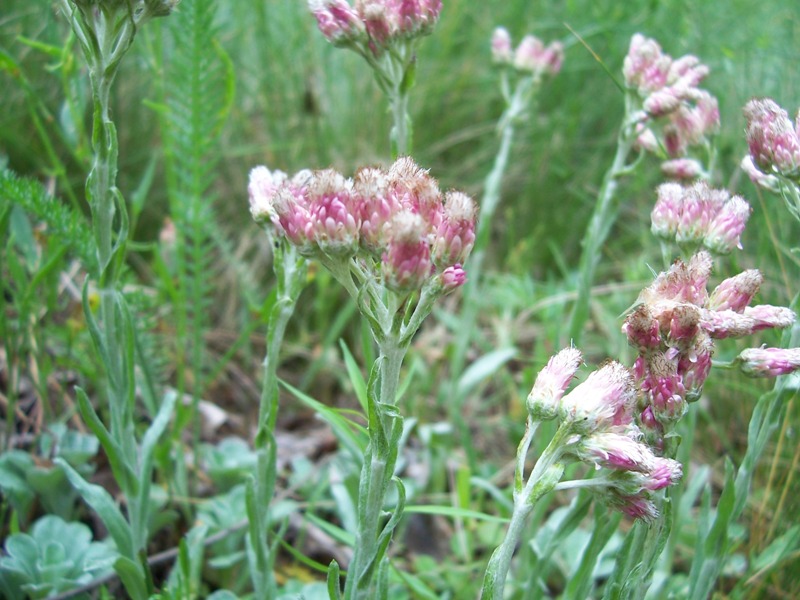 Image of Antennaria dioica specimen.