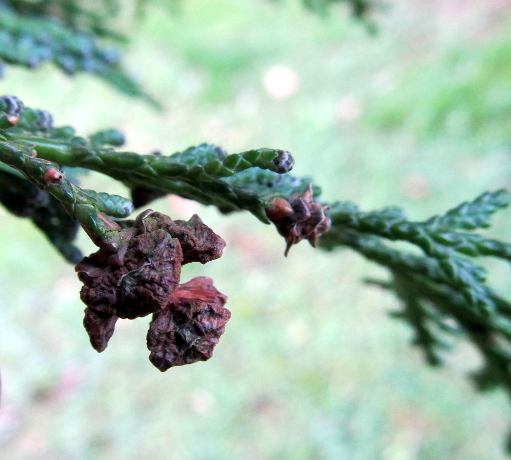 Image of Chamaecyparis lawsoniana specimen.