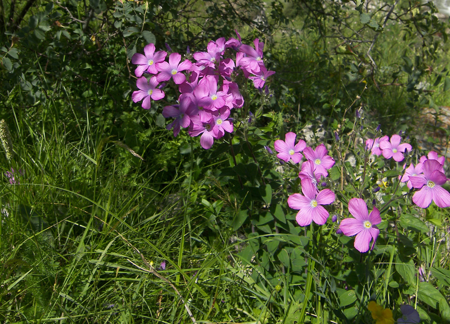 Image of Linum hypericifolium specimen.