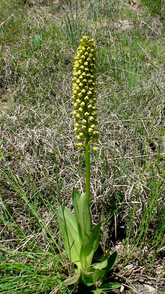 Изображение особи Orchis punctulata.