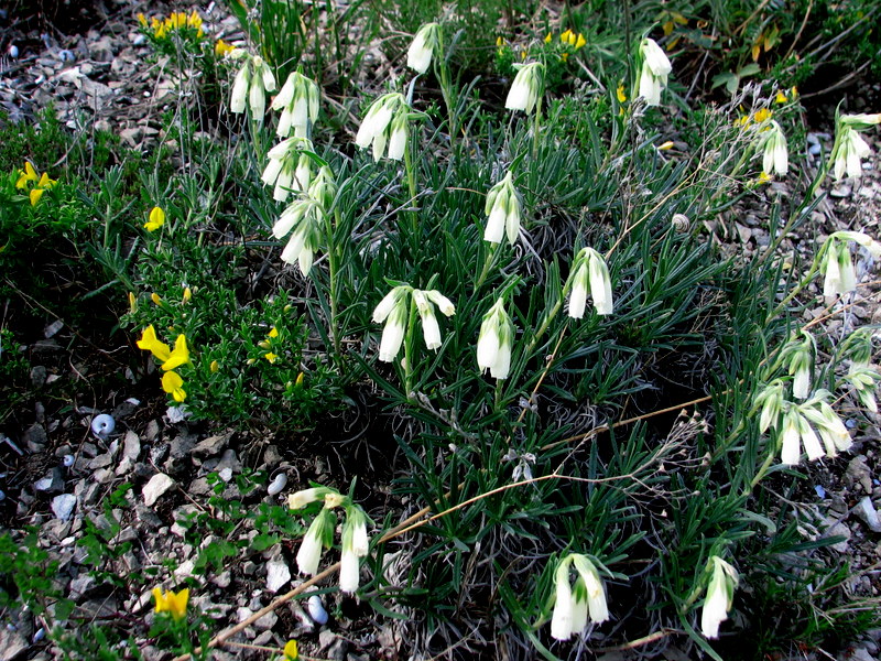 Image of Onosma tanaitica specimen.