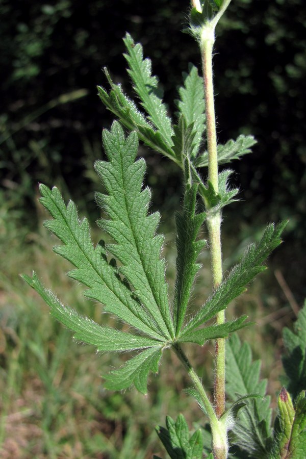 Изображение особи Potentilla recta.