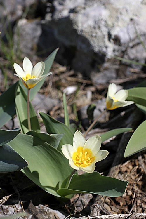 Изображение особи Tulipa berkariensis.