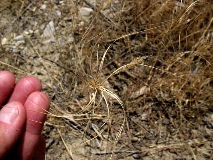 Изображение особи Taeniatherum crinitum.