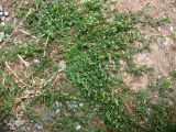 Galium humifusum. Цветущее растение. Туркменистан, хр. Кугитанг. Июнь 2012 г.