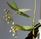 Tilia tomentosa