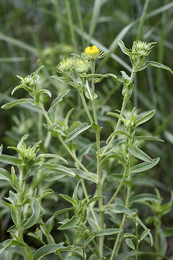 Изображение особи Inula britannica.