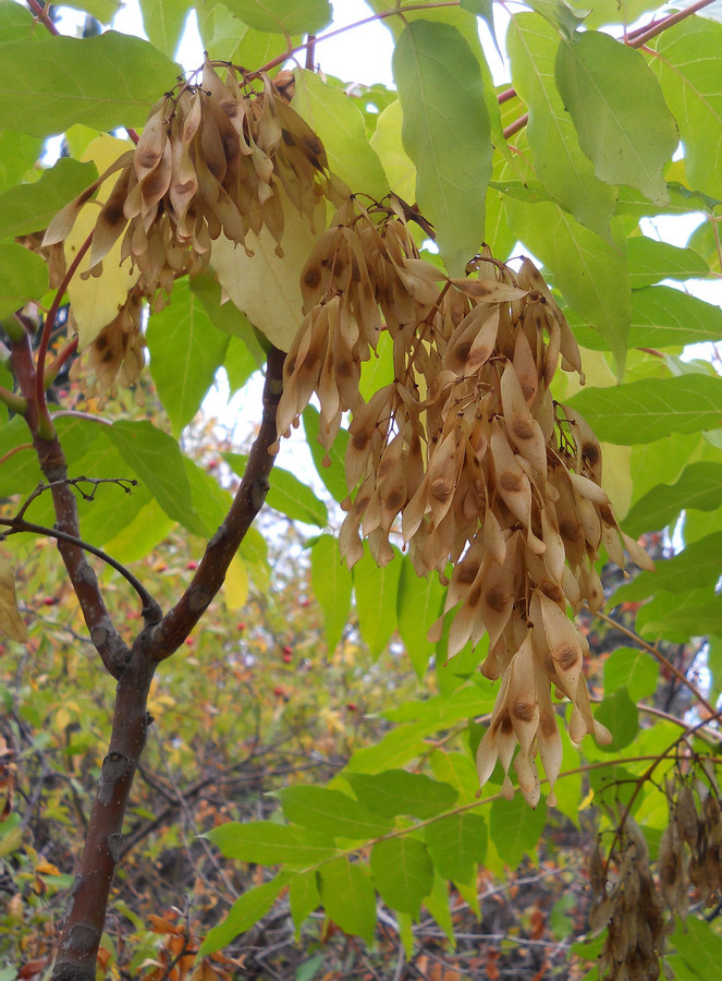 Image of Ailanthus altissima specimen.