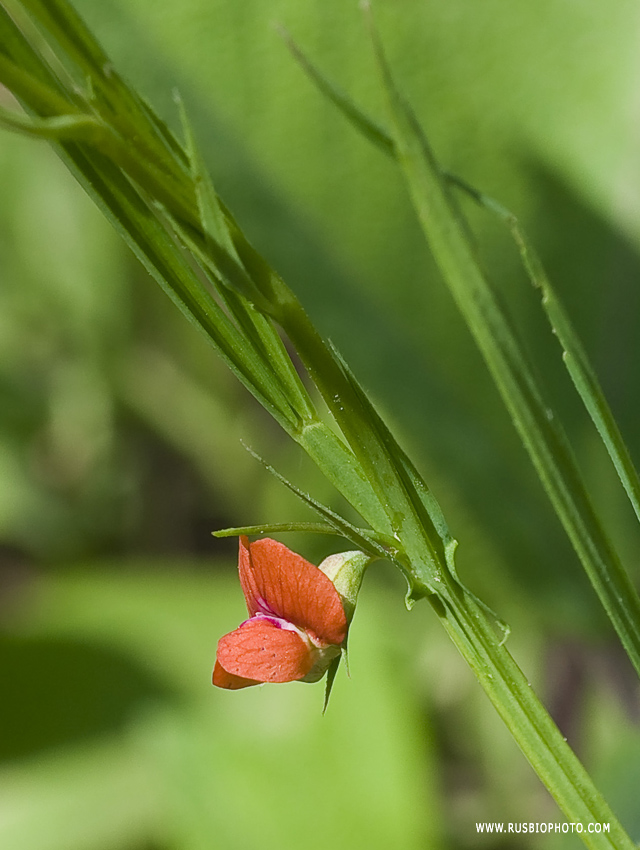 Image of Lathyrus sphaericus specimen.