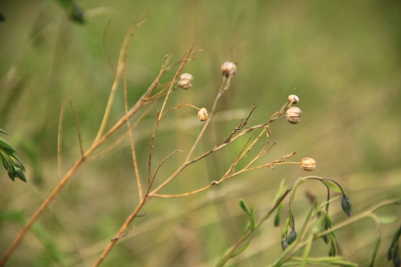 Изображение особи Linum baicalense.