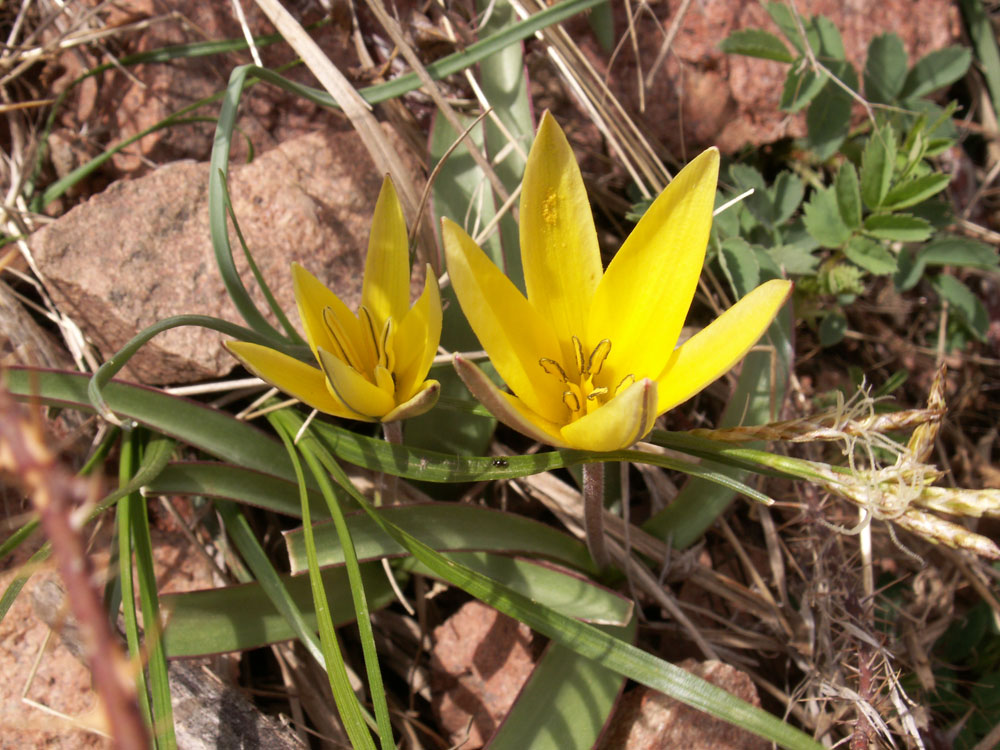 Image of Tulipa tarda specimen.