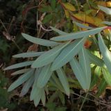 Euphorbia griffithii. Верхушка побега (видна обратная сторона листьев). Германия, г. Krefeld, ботанический сад. 21.10.2012.