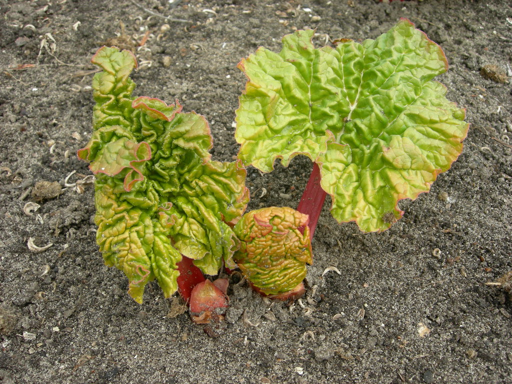 Image of Rheum rhabarbarum specimen.