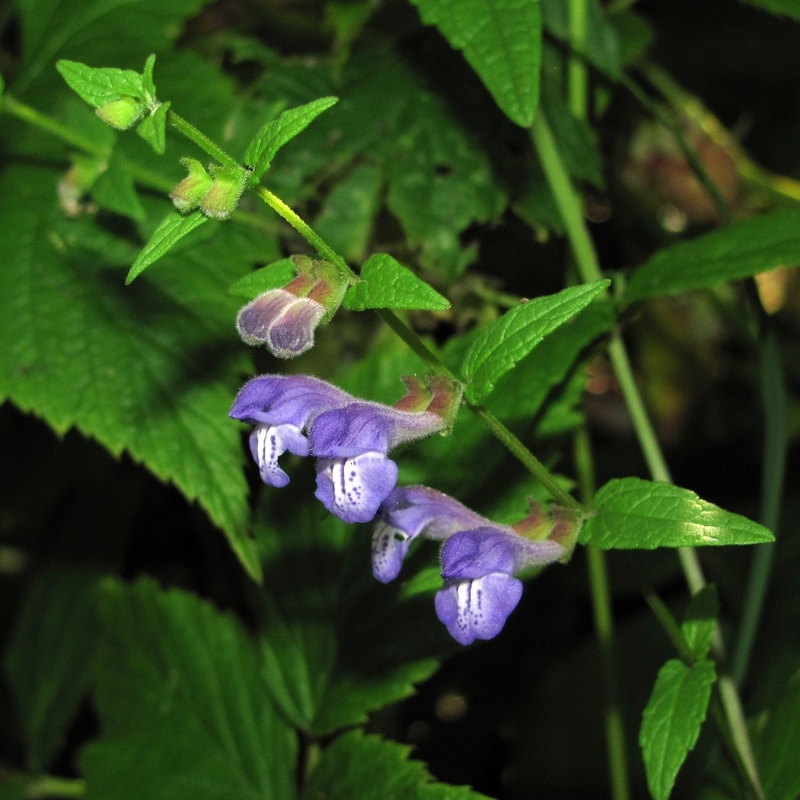 Image of Scutellaria galericulata specimen.