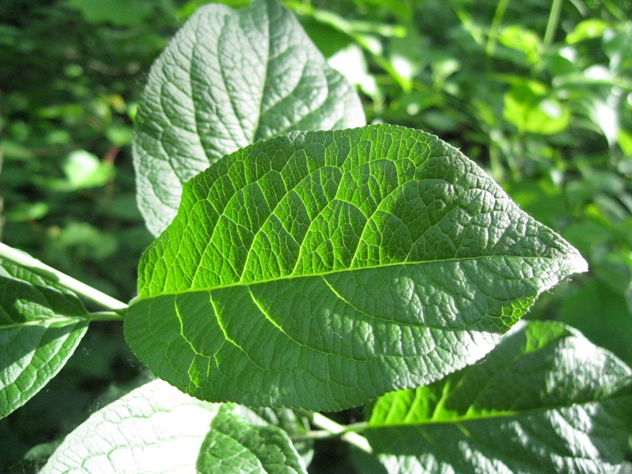 Изображение особи Euonymus europaeus.