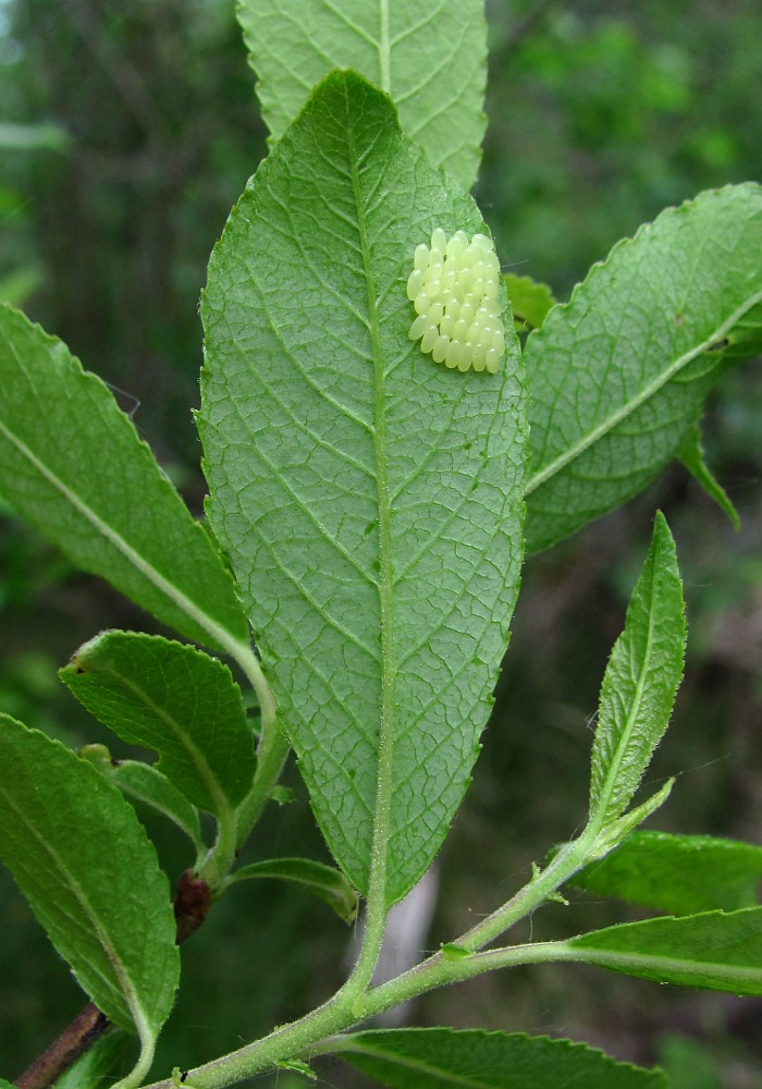 Image of Salix myrsinifolia specimen.