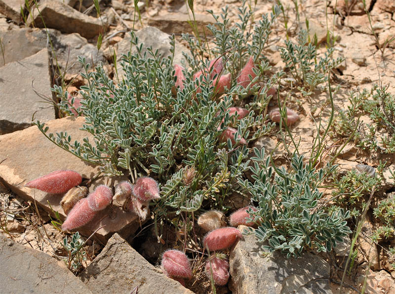 Изображение особи Astragalus biebersteinii.