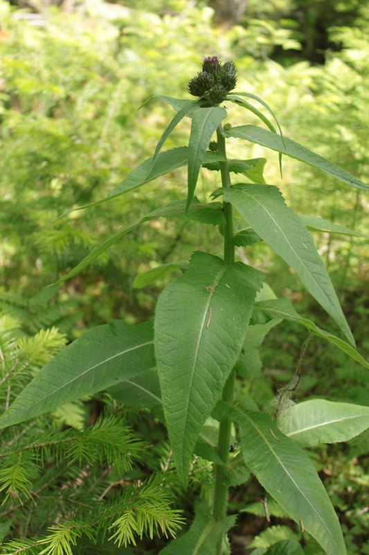 Изображение особи Cirsium helenioides.