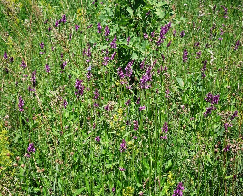 Image of Betonica officinalis specimen.