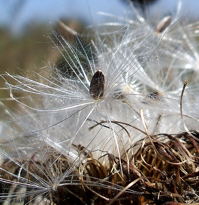 Image of Cirsium serrulatum specimen.