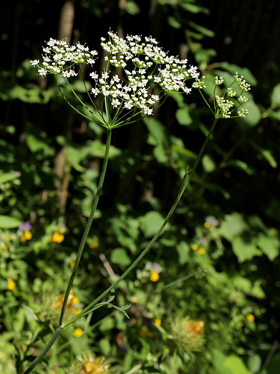 Image of Pimpinella saxifraga specimen.