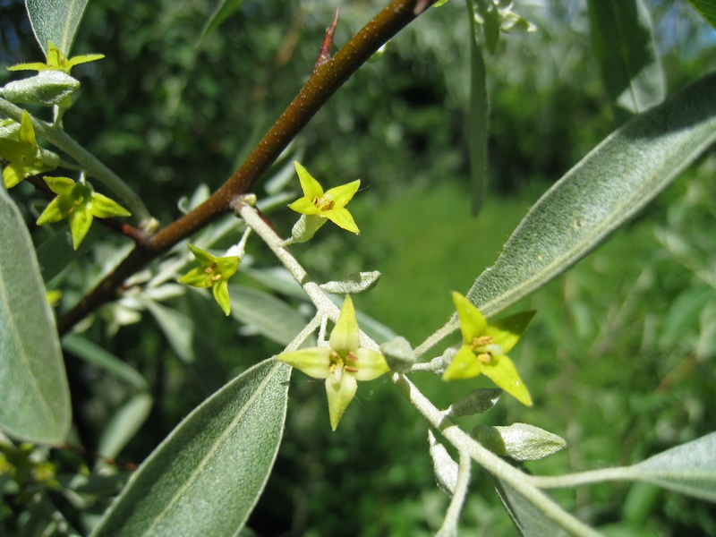 Image of Elaeagnus angustifolia specimen.