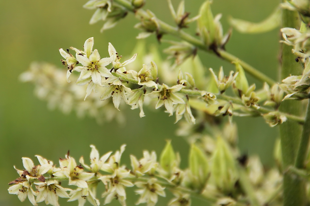 Image of Veratrum grandiflorum specimen.