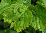 Corylus heterophylla