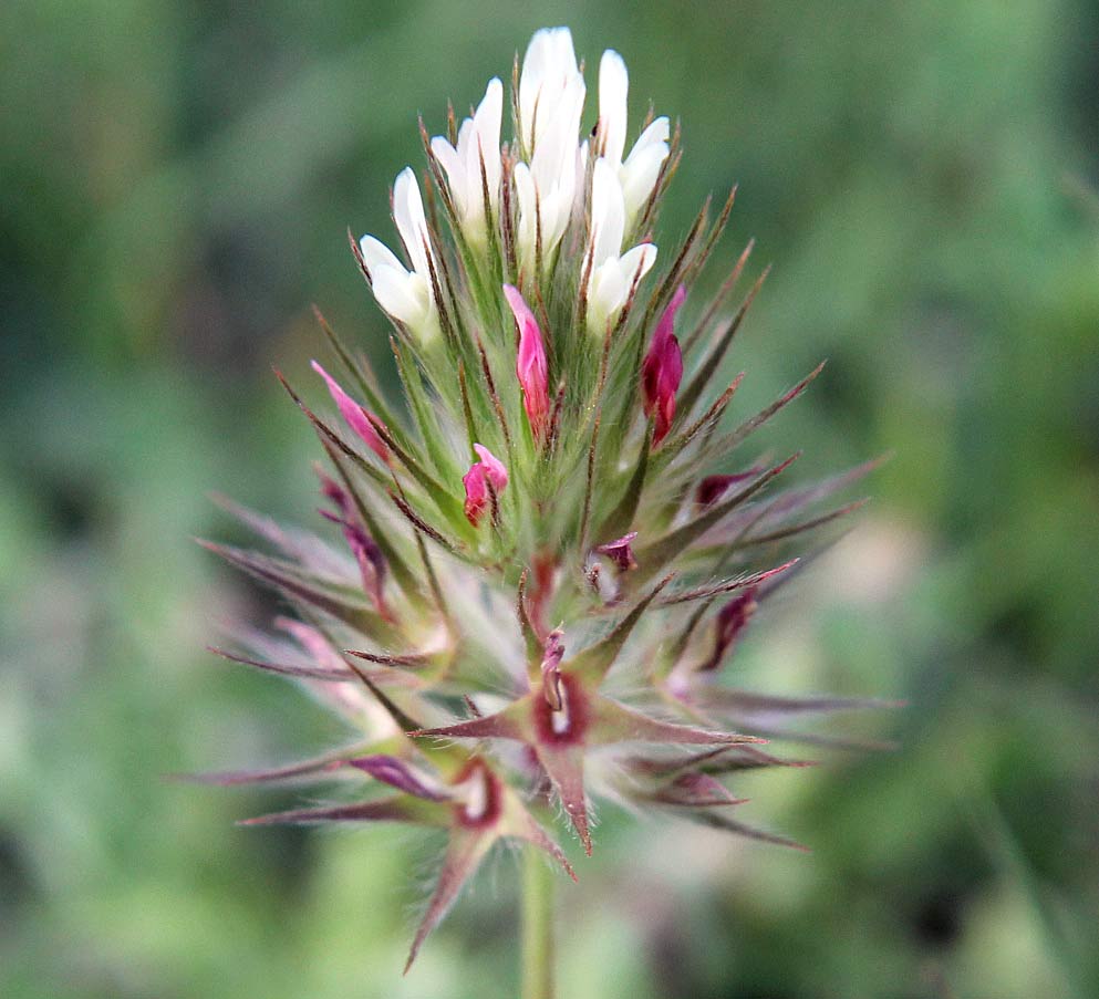 Image of Trifolium stellatum specimen.