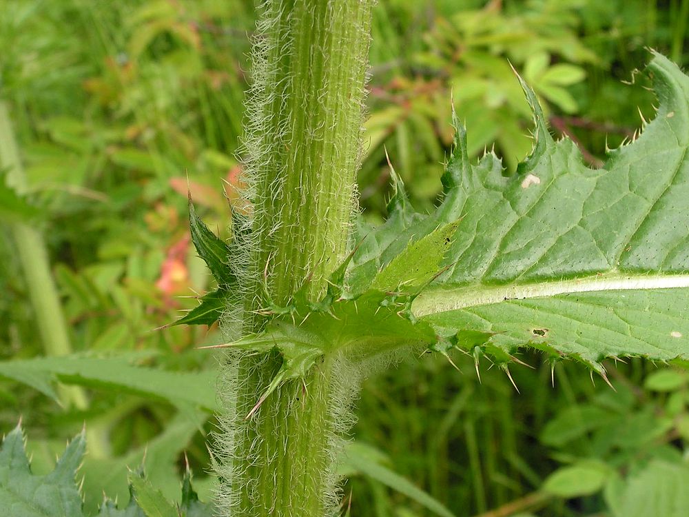 Изображение особи Cirsium schantarense.