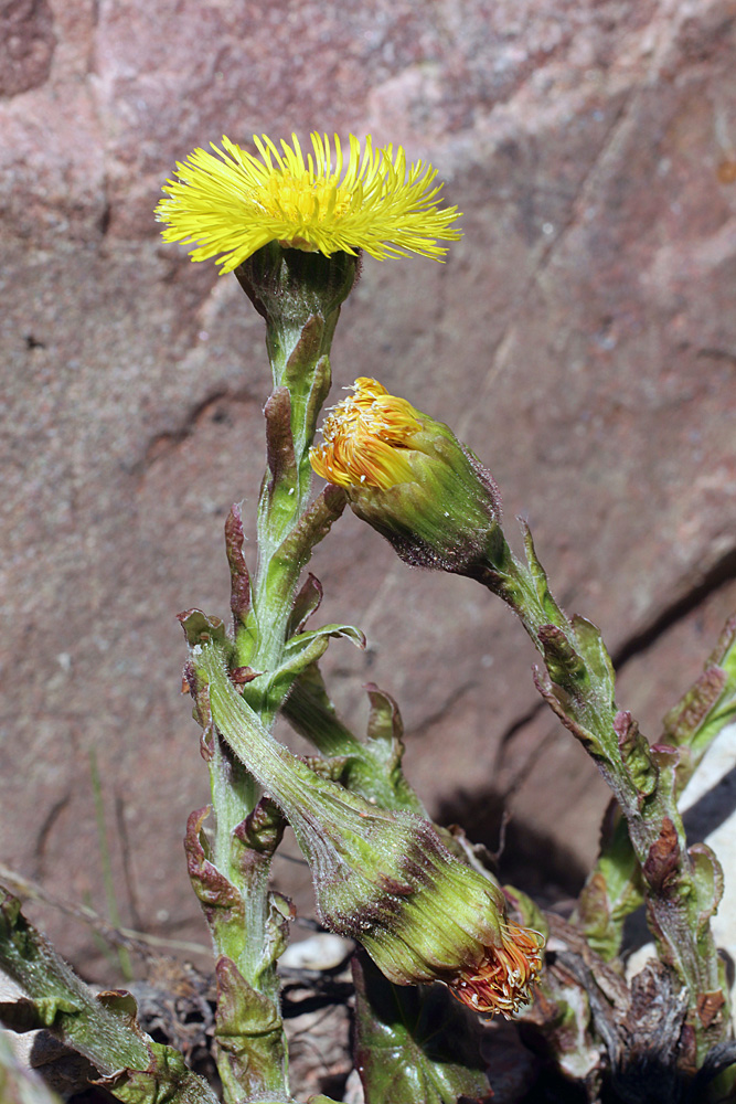 Изображение особи Tussilago farfara.