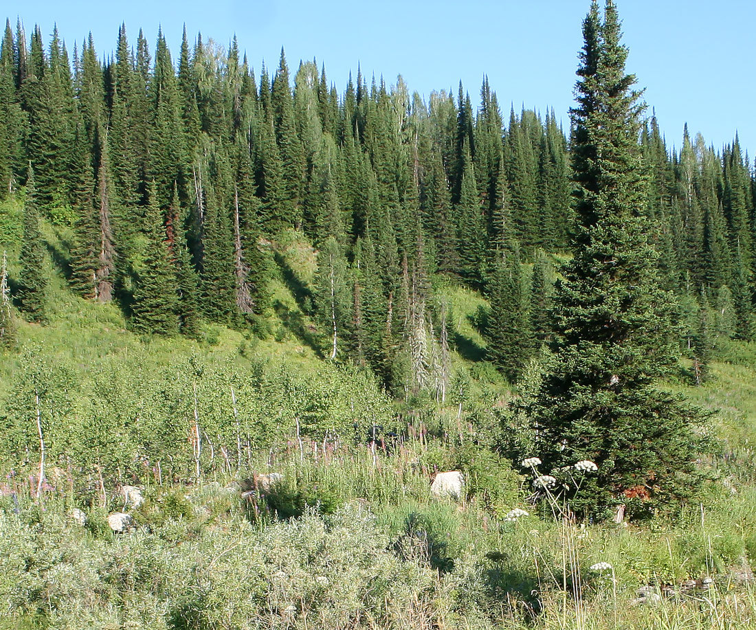 Image of Abies sibirica specimen.