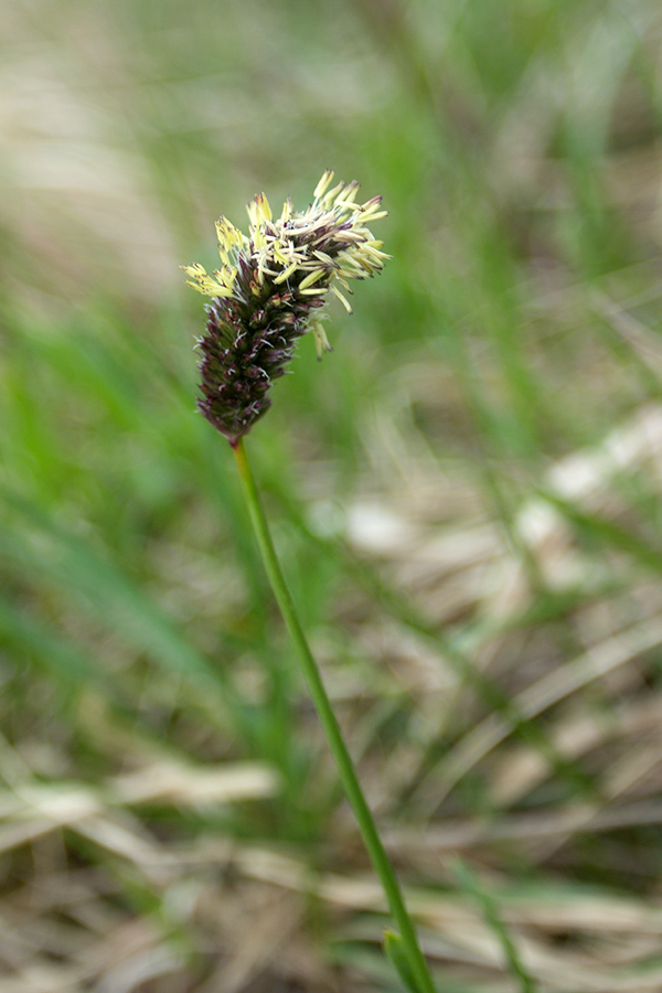 Изображение особи Sesleria heufleriana.