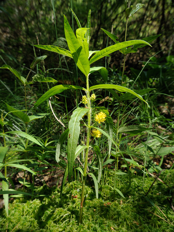 Изображение особи Naumburgia thyrsiflora.