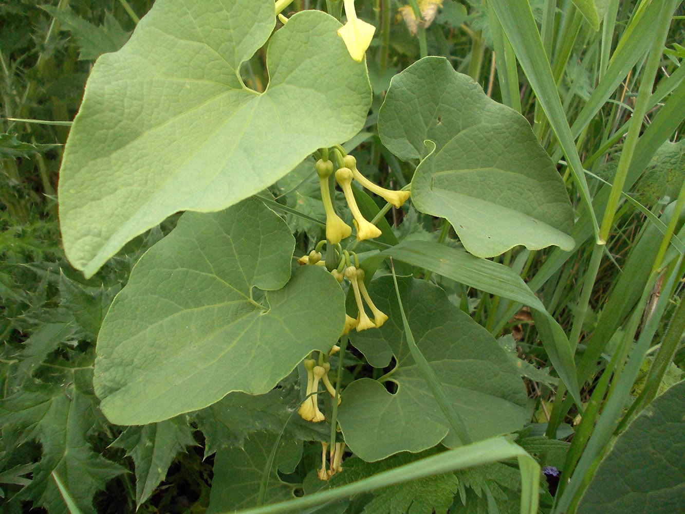 Image of Aristolochia clematitis specimen.