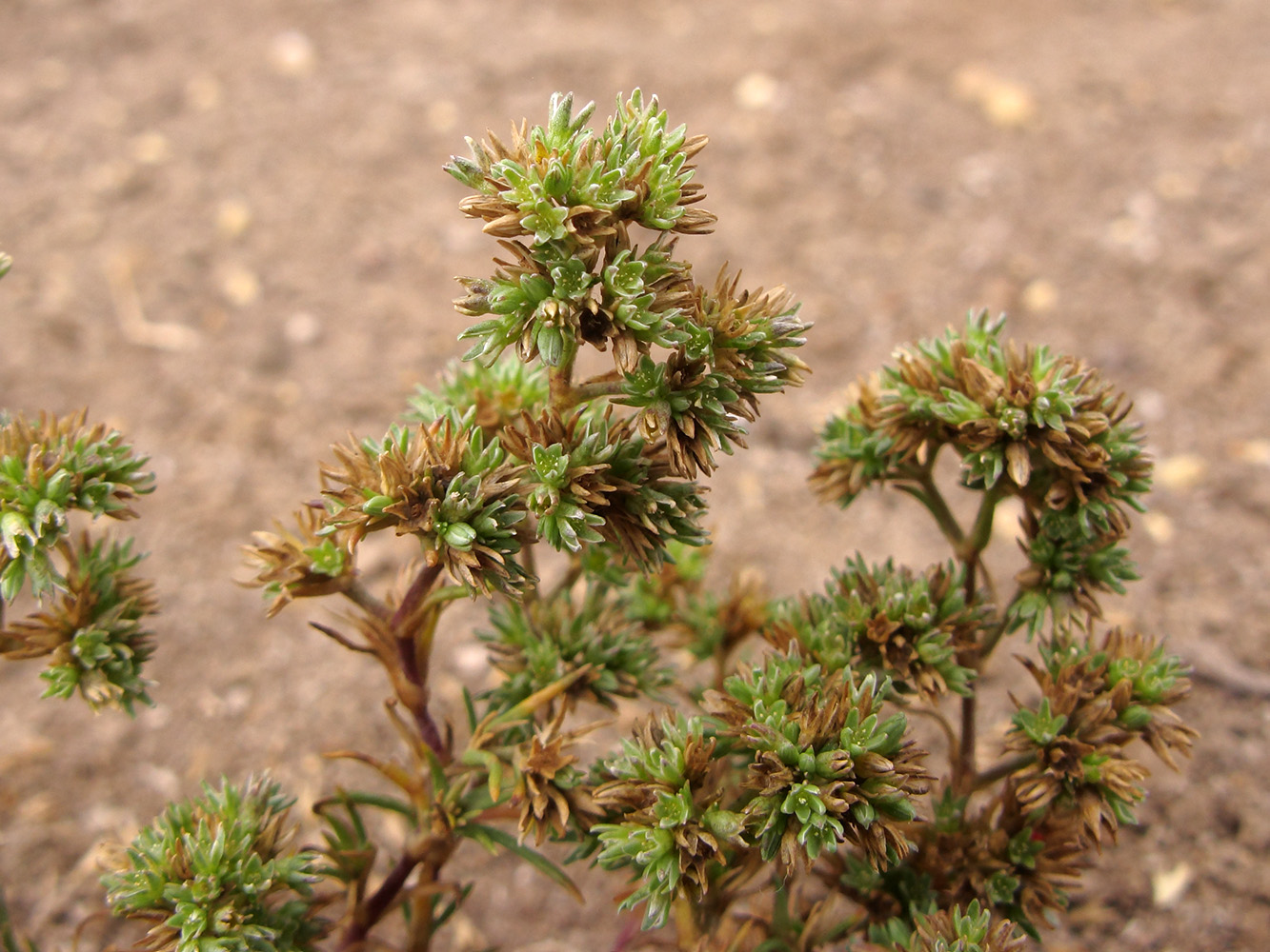 Изображение особи Scleranthus annuus.