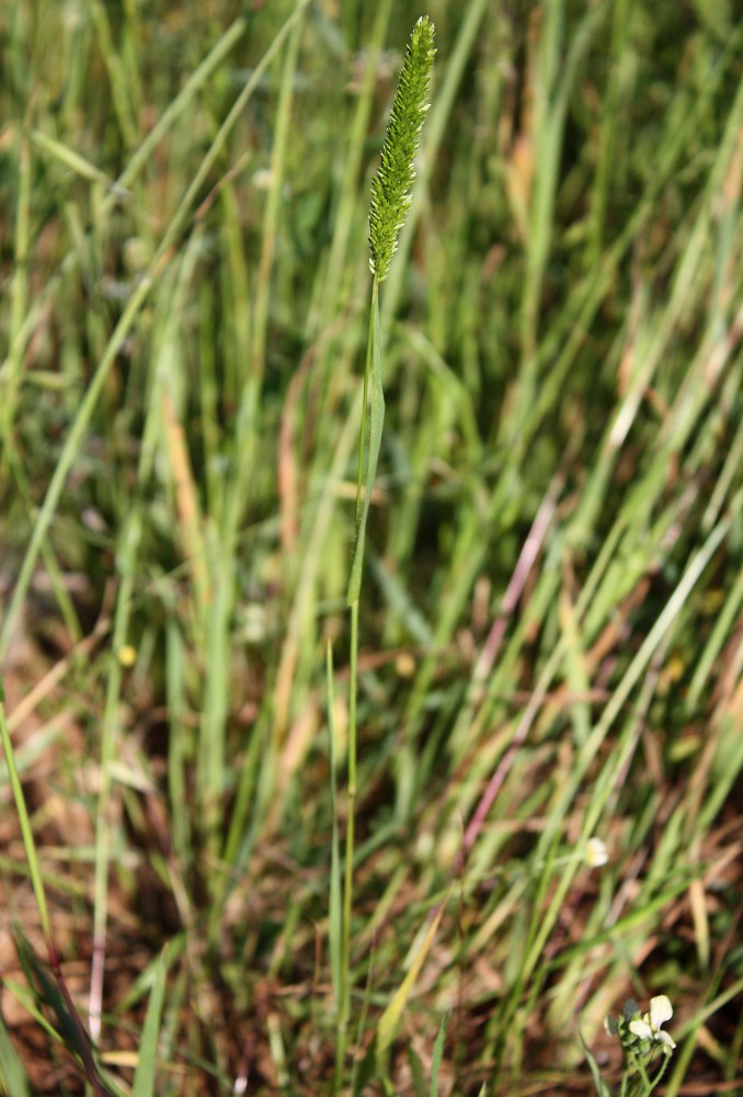 Image of Rostraria obtusiflora specimen.