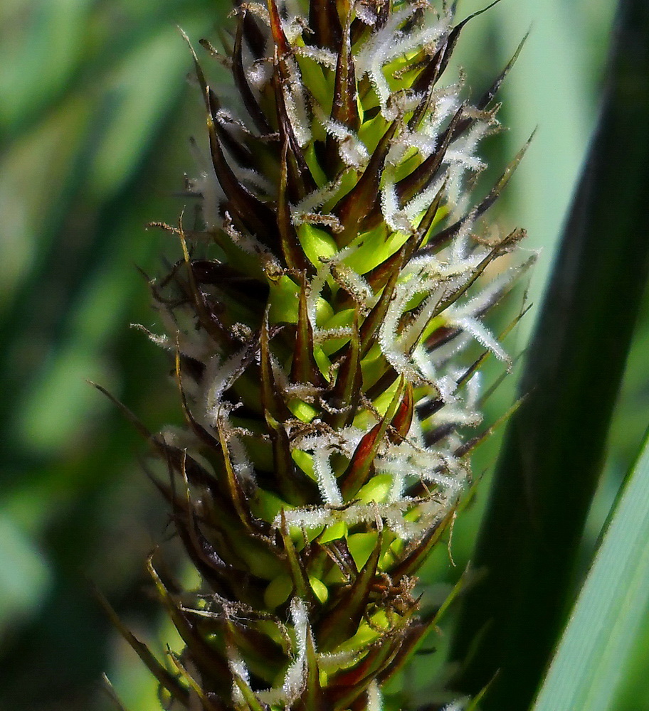 Изображение особи Carex riparia.