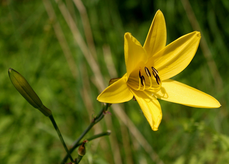 Image of Hemerocallis minor specimen.